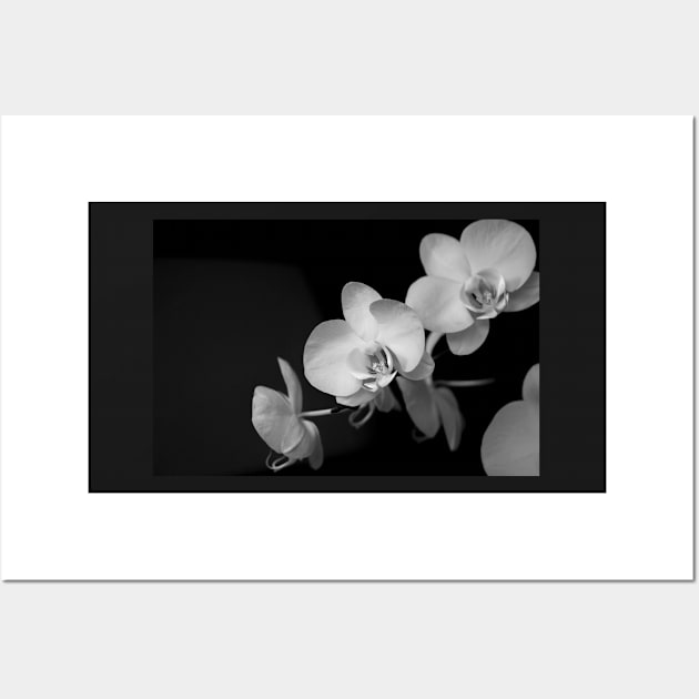 White Orchid Wall Art by cinema4design